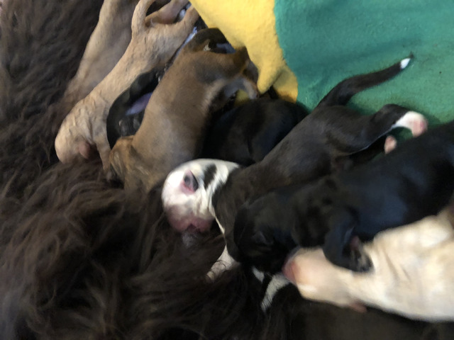 Whelping