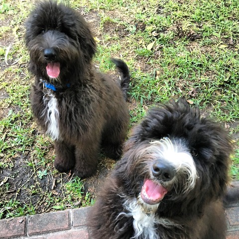 Lei'a and Eddie 4 months old